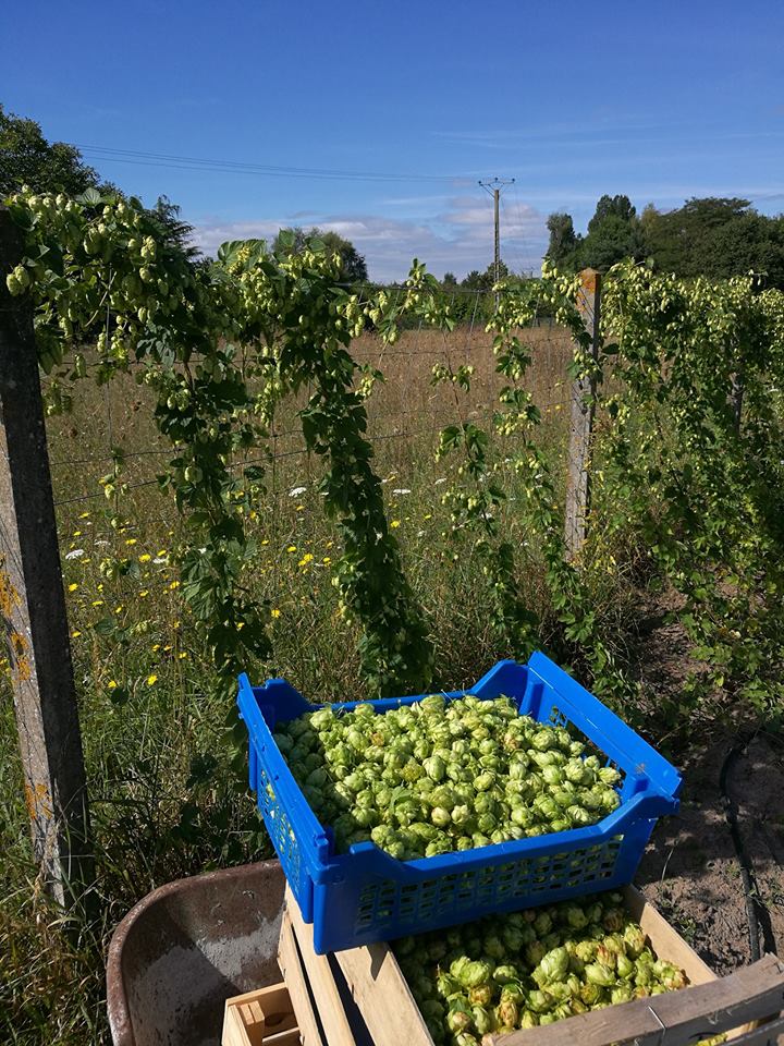 Récolte du houblon - sept 2017